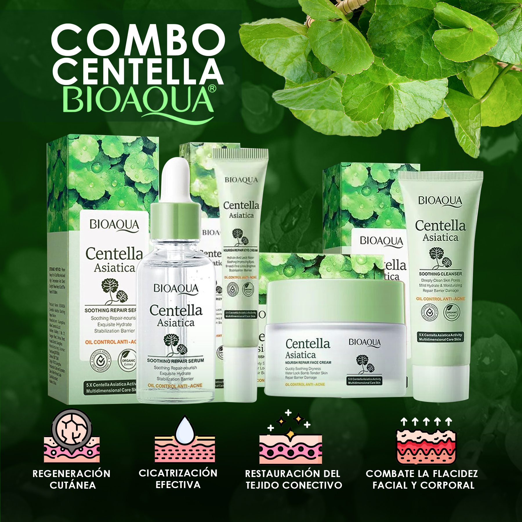 Miniatura 3 de COMBO CENTELLA ASIATICA X5 + CAJA DE SE